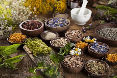 From ancient Egypt to present-day: the legacy of medicinal herbs